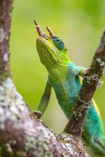 Three-horned chameleon (Trioceros jacksonii), male, on a branch, Bwindi Impenetrable Forest