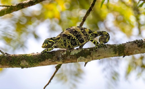 Three-horned chameleon (Trioceros jacksonii), female, between leaves on a branch, Bwindi