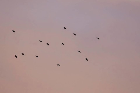 Flock of Starlings in flight at sunset over marshes, Common starling, Sturnus vulgaris