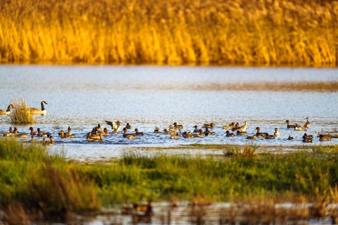 Eurasian Teal, Anas crecca, birds on marshes