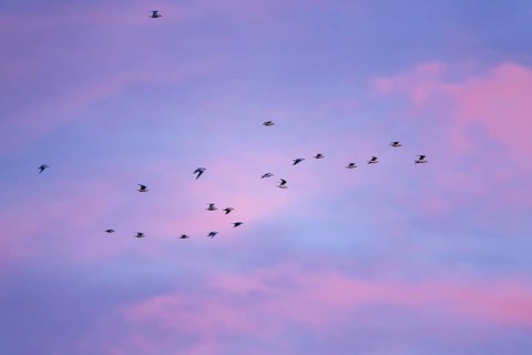 Flock of Black Headed Gull, Chroicocephalus Ridibundus, birds in flight on sunset sky