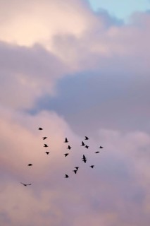 Flock of Starlings in flight at sunset over marshes, Common starling, Sturnus vulgaris