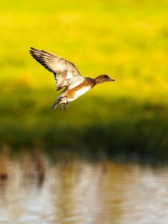 Eurasian Wigeon, Mareca penelope, female in flight over marshes in Devon, England, United Kingdom
