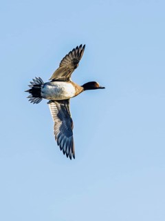 Eurasian Wigeon, Mareca penelope, male in flight over marshes in Devon, England, United Kingdom