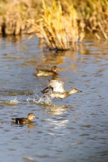 Eurasian Teal, Anas crecca, birds in flight over marshes