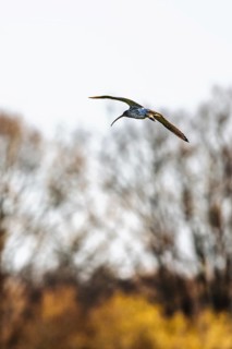 Eurasian Curlew, Numenius arquata, birds on marshes