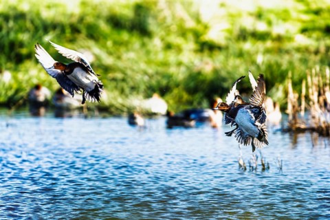 Eurasian Wigeon, Mareca penelope, birds in flight over marshes in Devon, England, United Kingdom