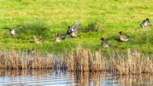 Eurasian Teal, Anas crecca, birds in flight over marshes