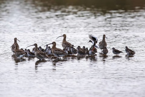 Eurasian Curlew, Numenius arquata, birds on marshes