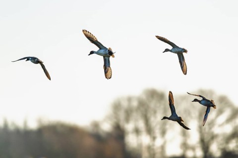 Northern Pintail, Anas acuta, Birds in flight over marshes