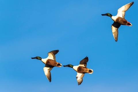 Northern Shoveler, Spatula clypeata, males in flight over marshes
