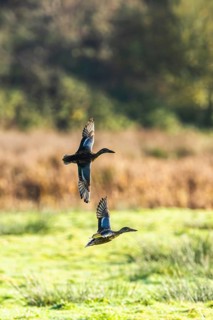 Northern Shoveler, Spatula clypeata, birds in flight over marshes