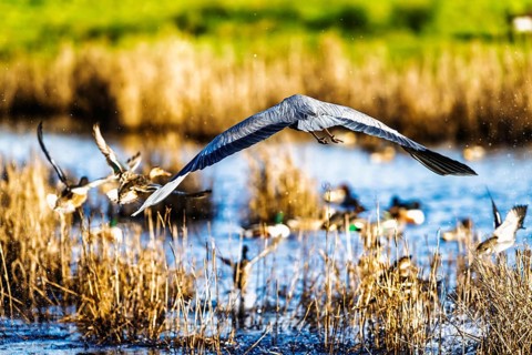 Grey Heron, Ardea cinerea, bird in winter on marshes in winter