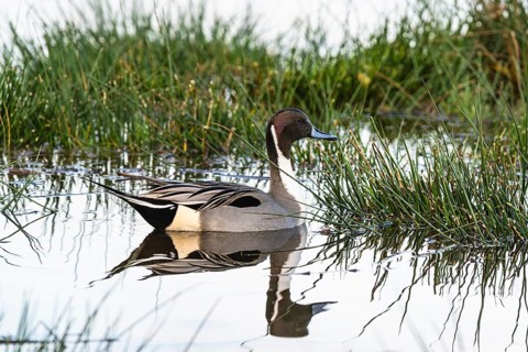 Northern Pintail, Anas acuta, Birds on marshes
