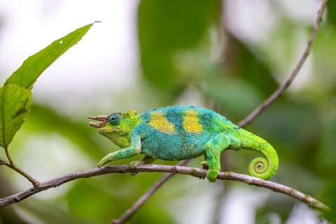 Three-horned chameleon (Trioceros jacksonii), male, between leaves on a branch, Bwindi Impenetrable