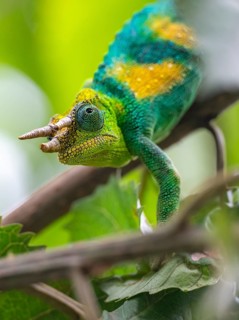 Three-horned chameleon (Trioceros jacksonii), male, between leaves on a branch, Bwindi Impenetrable