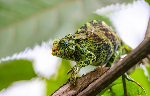 Three-horned chameleon (Trioceros jacksonii), female, on a branch, Bwindi Impenetrable Forest