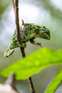 Three-horned chameleon (Trioceros jacksonii), female, on a branch, Bwindi Impenetrable Forest