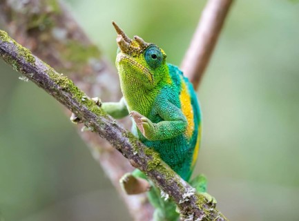 Three-horned chameleon (Trioceros jacksonii), male, sitting on a branch, Bwindi Impenetrable Forest