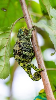 Three-horned chameleon (Trioceros jacksonii), female, sitting on a branch, Bwindi Impenetrable