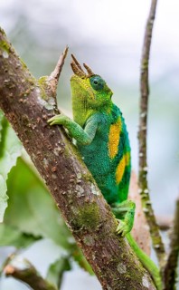 Three-horned chameleon (Trioceros jacksonii), male, on a branch, Bwindi Impenetrable Forest