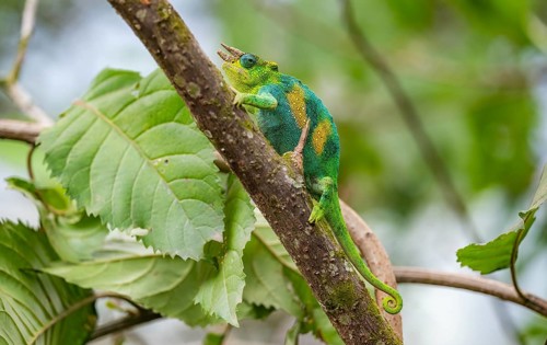 Three-horned chameleon (Trioceros jacksonii), male, on a branch, Bwindi Impenetrable Forest