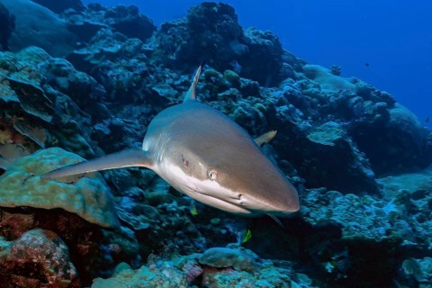 Underwater photo close-up of large adult Grey reef shark (Carcharhinus amblyrhynchos) shark