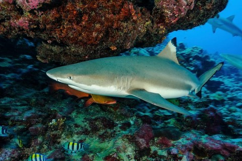 Underwater photo close-up of large adult blacktip reef shark (Carcharhinus melanopterus) blacktip