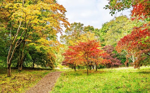 The color of autumn trees and leaves, Bodnant Garden, Conwy River, Colwyn Bay, Conwy, Wales, United