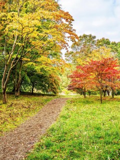The color of autumn trees and leaves, Bodnant Garden, Conwy River, Colwyn Bay, Conwy, Wales, United