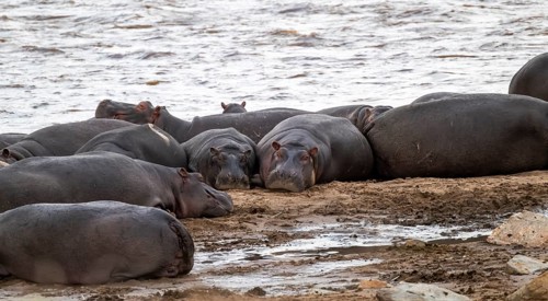 Hippopotamus (Hippopotamus amphibius), hippos lying on the banks of the Mara River, Serengeti