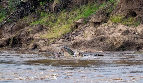 Nile crocodiles (Crocodylus niloticus) eating dead wildebeest, Mara River, Serengeti National Park,