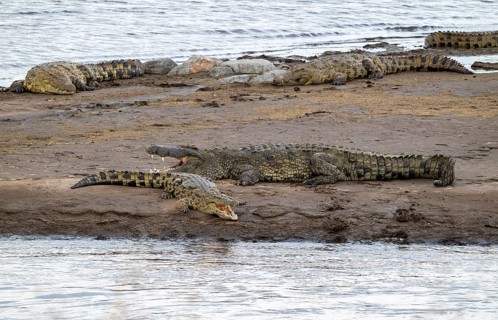 Nile crocodiles (Crocodylus niloticus) on the banks of the Mara River, with open mouth, Serengeti