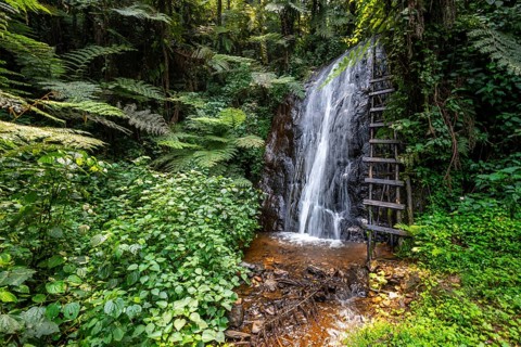 Waterfall in rainforest with tree ferns, Rushaga, Bwindi Impenetrable Forest, Uganda