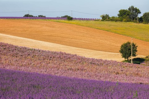Fields on the Palteau de Valensole, Alpes-de-Haute-Provence, France