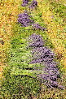 Pay de Sault, carved and curled lavender, Pay de Sault, Vaucluse, Provence, France