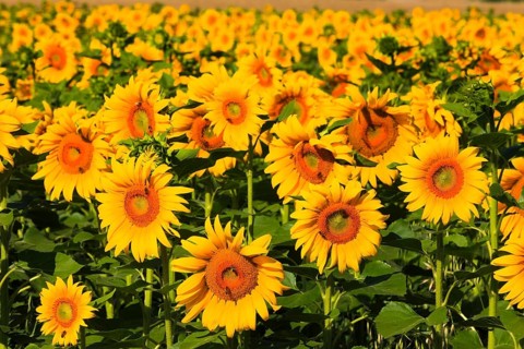Sunflower fields on the Palteau de Valensole, Alpes-de-Haute-Provence, Provence, France