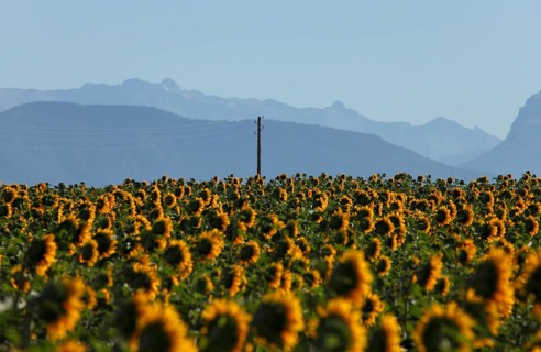Sunflower field on the Palteau de Valensole, Alpes-de-Haute-Provence, Provence, France