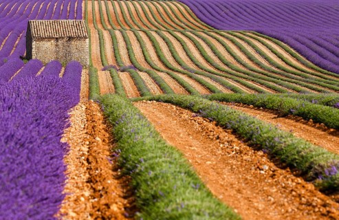 Natural stone hut in a lavender field on the Palteau de Valensole, Alpes-de-Haute-Provence,