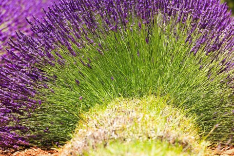 Lavender field on the Palteau de Valensole, Alpes-de-Haute-Provence, Provence, France