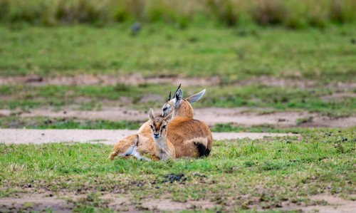 Serengeti Thomson's Gazelle (Eudorcas nasalis), mother and young, Serengeti National Park, Tanzania