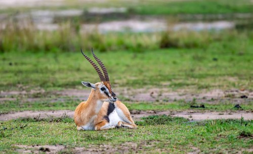 Serengeti Thomson's Gazelle (Eudorcas nasalis) sitting, Serengeti National Park, Tanzania