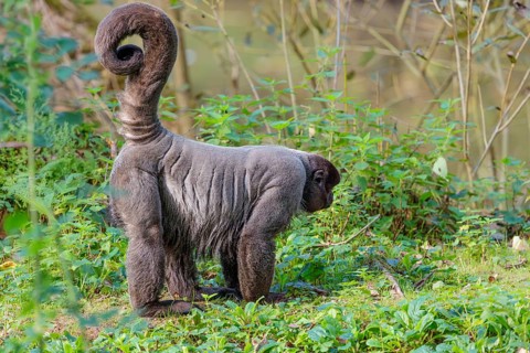 A brown woolly monkey (Lagothrix lagothricha) walks on the forest floor, collecting food. Brazil,