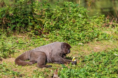 A brown woolly monkey (Lagothrix lagothricha) rests on the forest floor, eating. Brazil, South
