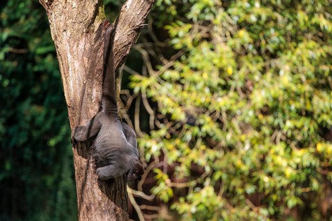 A brown woolly monkey (Lagothrix lagothricha) hangs in a tree, secured by its prehensile tail that