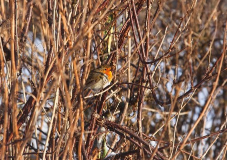 Robin (Erithacus rubecula), sitting between branched branches, North Rhine-Westphalia, Germany
