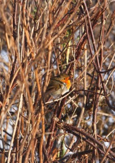 Robin (Erithacus rubecula), sitting between branched branches, North Rhine-Westphalia, Germany