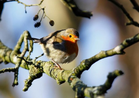Robin (Erithacus rubecula), sitting on a tree trunk, North Rhine-Westphalia, Germany