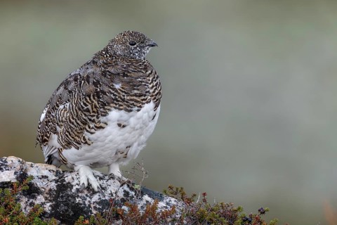 Rock ptarmigan (Lagopus muta) love to stand on exposed perches to be able to see far, tundra,