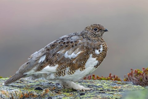 The fully feathered legs of the rock ptarmigan (Lagopus muta) are clearly recognisable, an